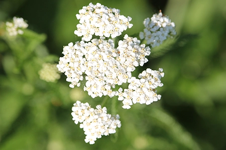 plant common yarrow in July