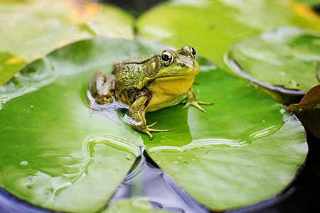 natural pond wildlife