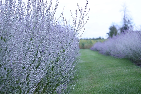 Russian sage summer planting