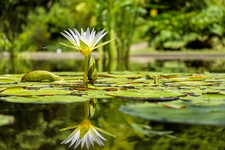 lily pads in a pond