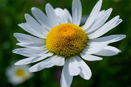 Shasta Daisies thrive when planted in July