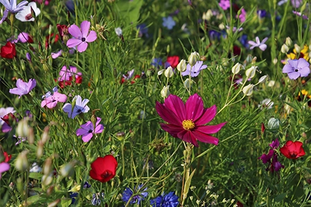 bee friendly plants