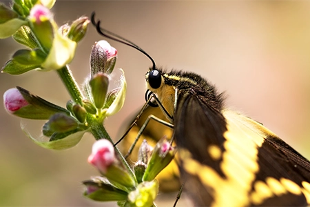 plant pollinator-friendly plants in July