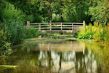 natural pond with a bridge and plants