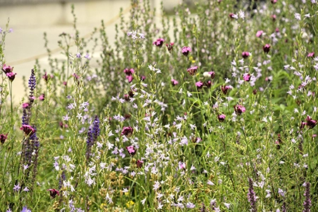 bee friendly plants