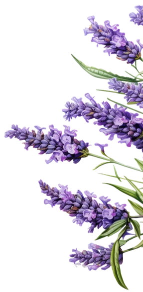 Lavender plant graphic