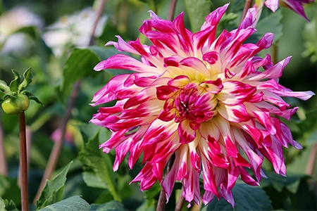 plant asters in August