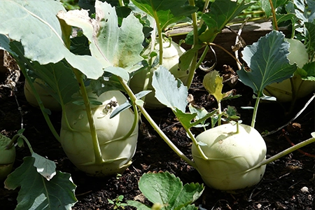 plant turnips in August