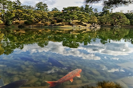 building a fish pond