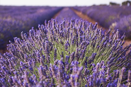 Cut back lavender in summer