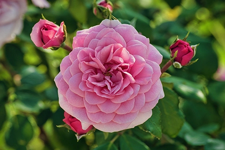 Prune roses in august