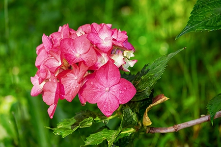 Prune hydrangeas