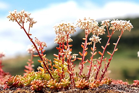 plant sedum in August