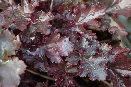 plant heuchera in August