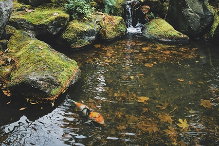 clear water pond