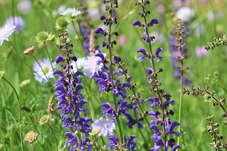 planting salvia