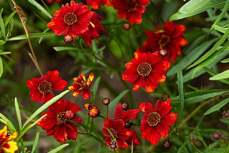 plant coreopsis