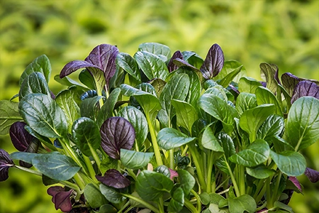 plant spinach