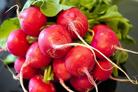 when to grow radishes