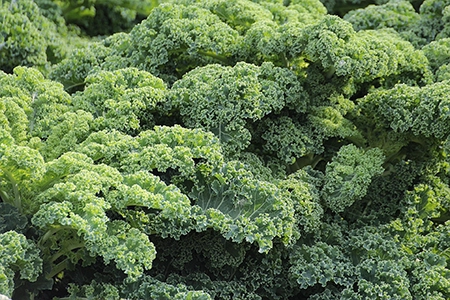 when to plant kale