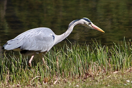 A predator heron searching for fish