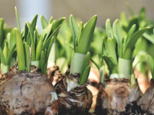 Best bulbs to plant in september