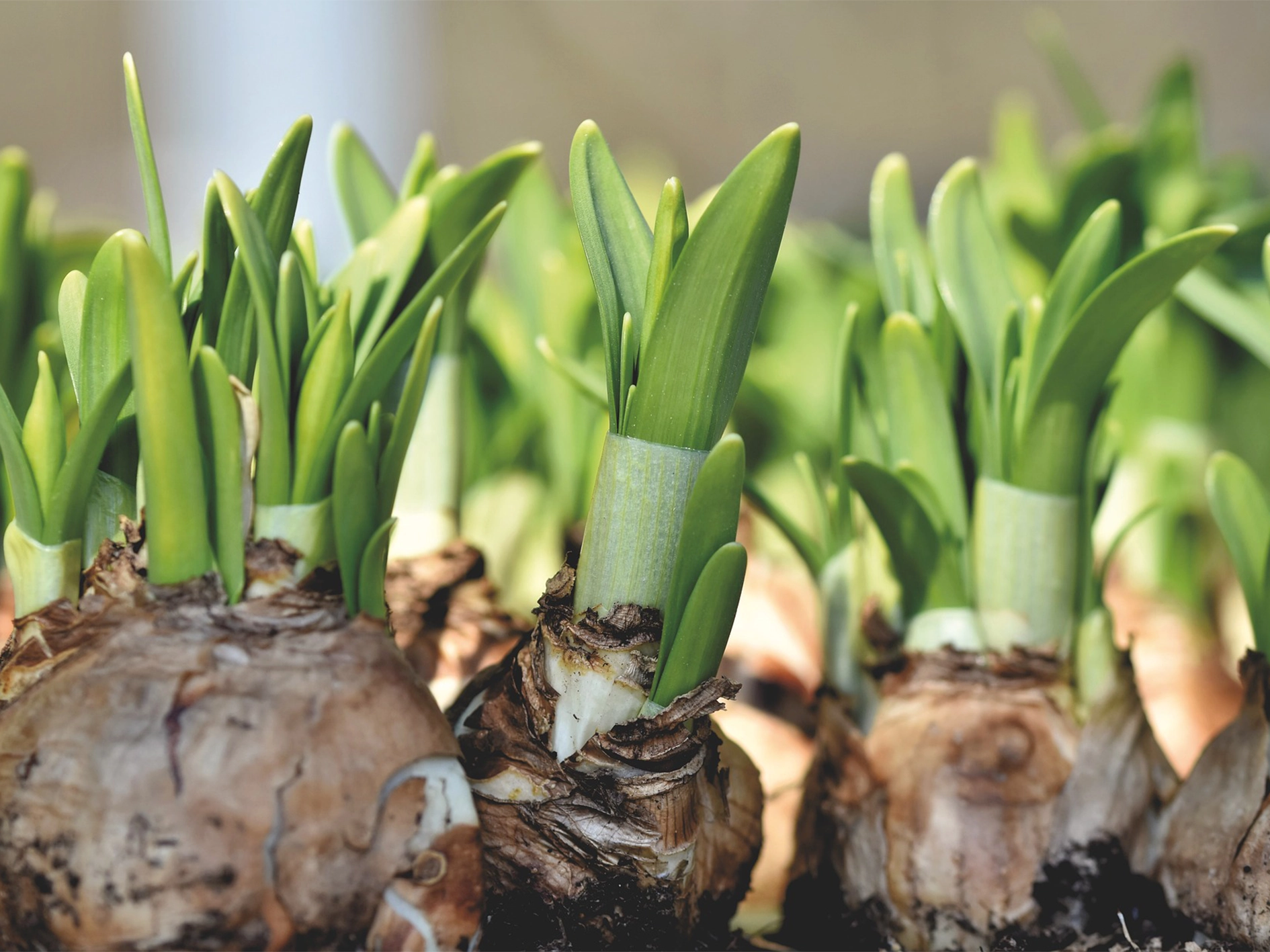 Best bulbs to plant in september