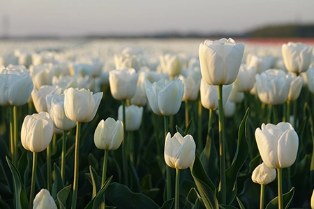 Field of white tulip bulbs