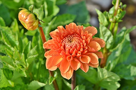 Orange dahlia tuber