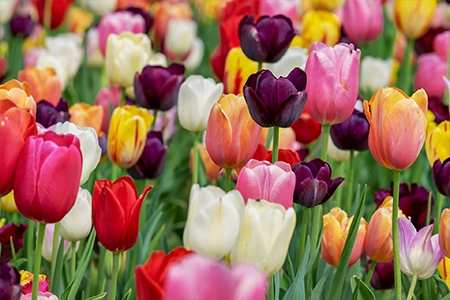 Multi colour tulip planting