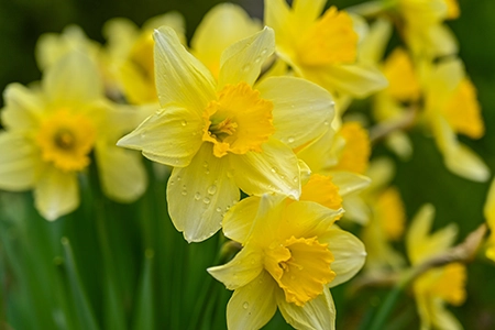 Blooming yellow daffodils