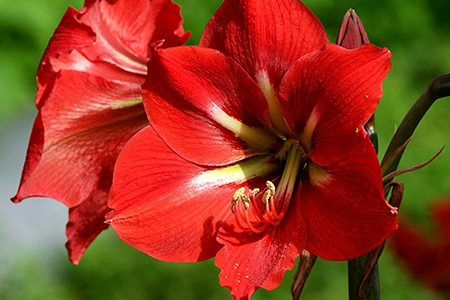 Red amaryllis