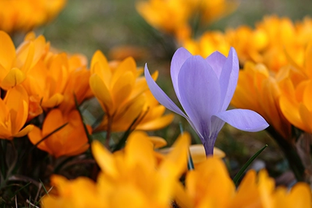 Yellow and purple crocus