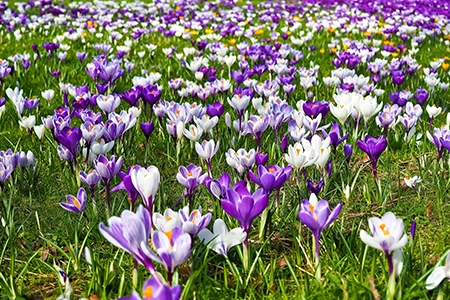 crocus bulb planting depth