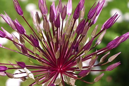 Purple and pink allium bulb