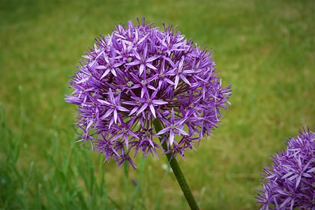 Purple allium bulb head