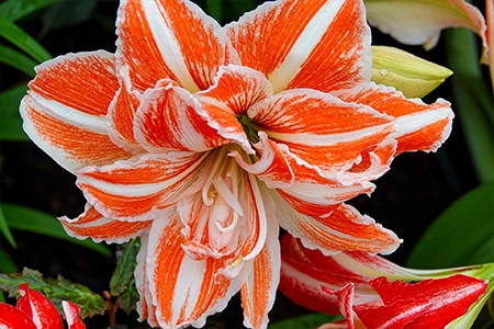 Orange and white amaryllis bulbs