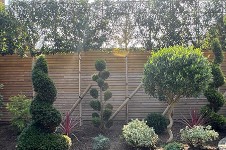 Pleached trees