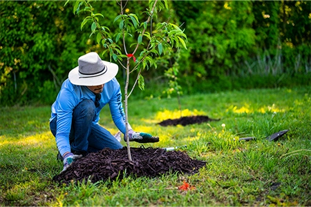 Person planting a tree to be more sustainable