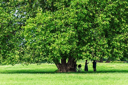 Tree providing shade in a garden