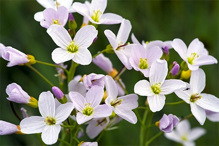 pink Cuckoo flower which is native to Norfolk