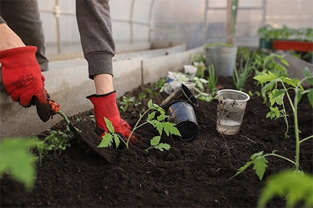 Grow your own food to save money on food bills