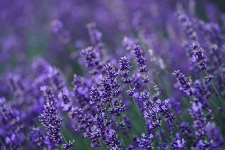 lavender hidcote shrub