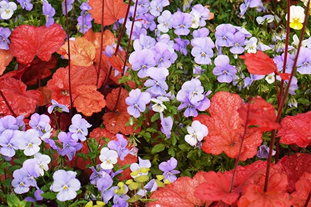 heuchera and pansies