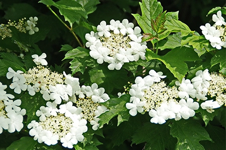 viburnum shrub