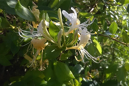 winter honeysuckle