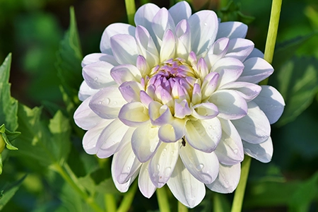 dahlia winter protection