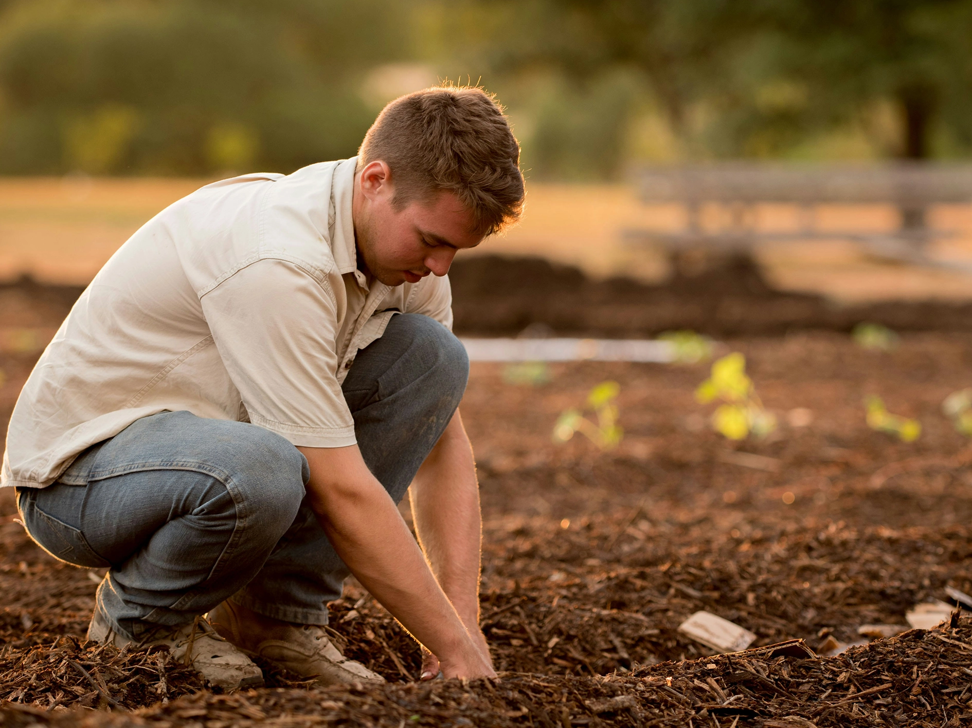 Mulching in Autumn