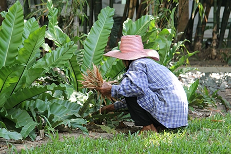 Gardener mulching garden