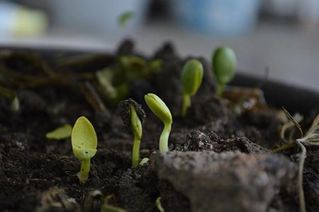 Plants sprouting from compost